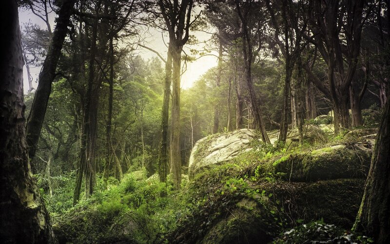 Sunlight through a dense forest