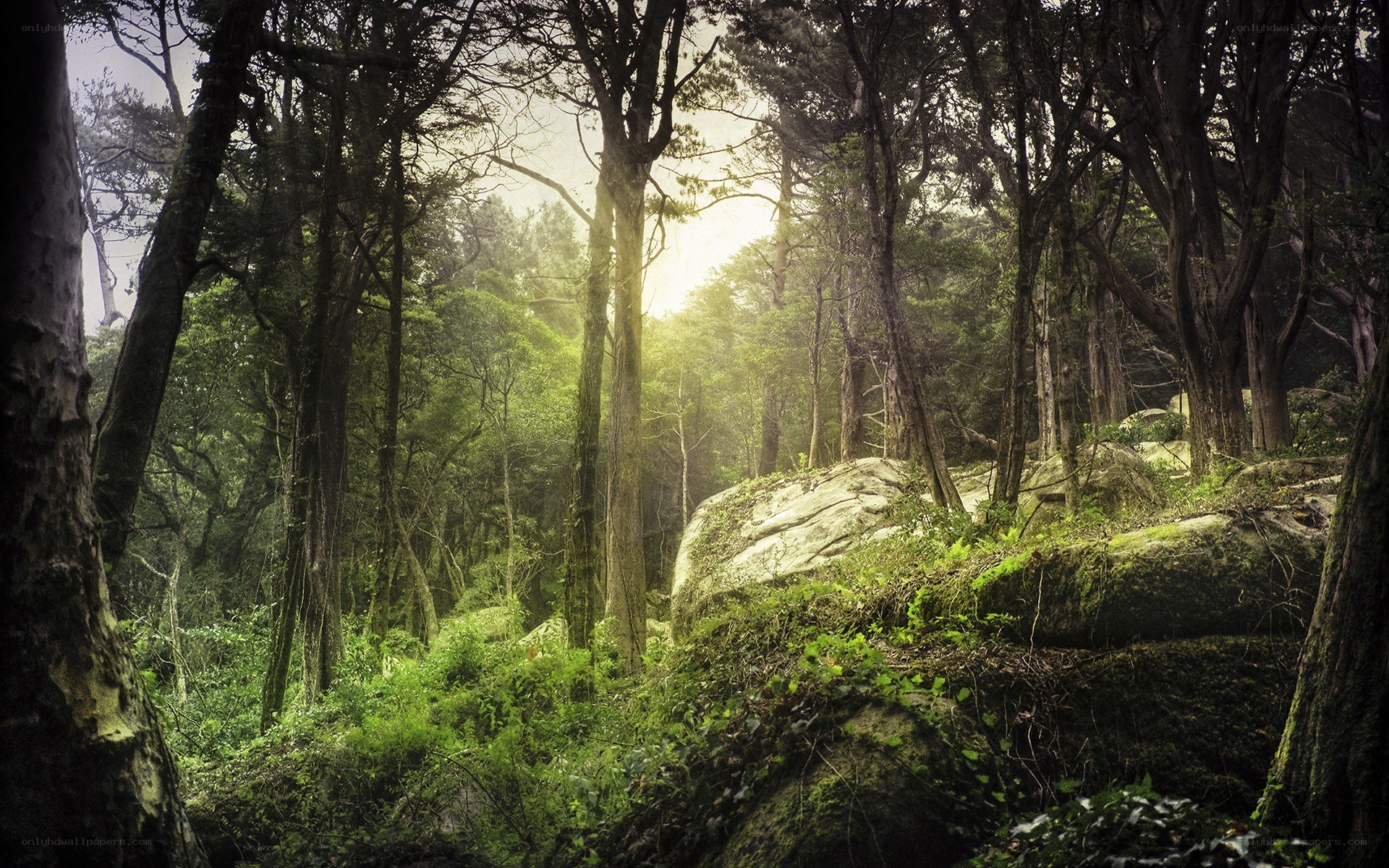 Sunlight through a dense forest