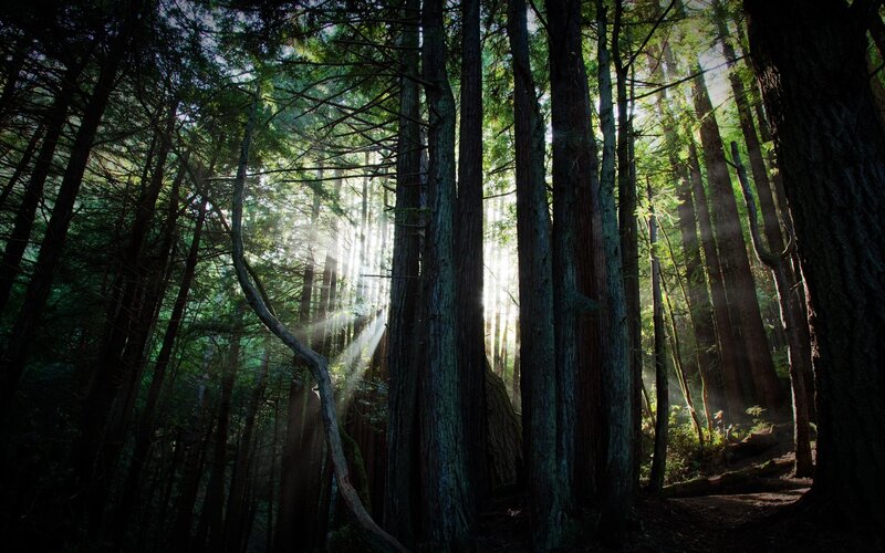 Sunlight through a dense forest