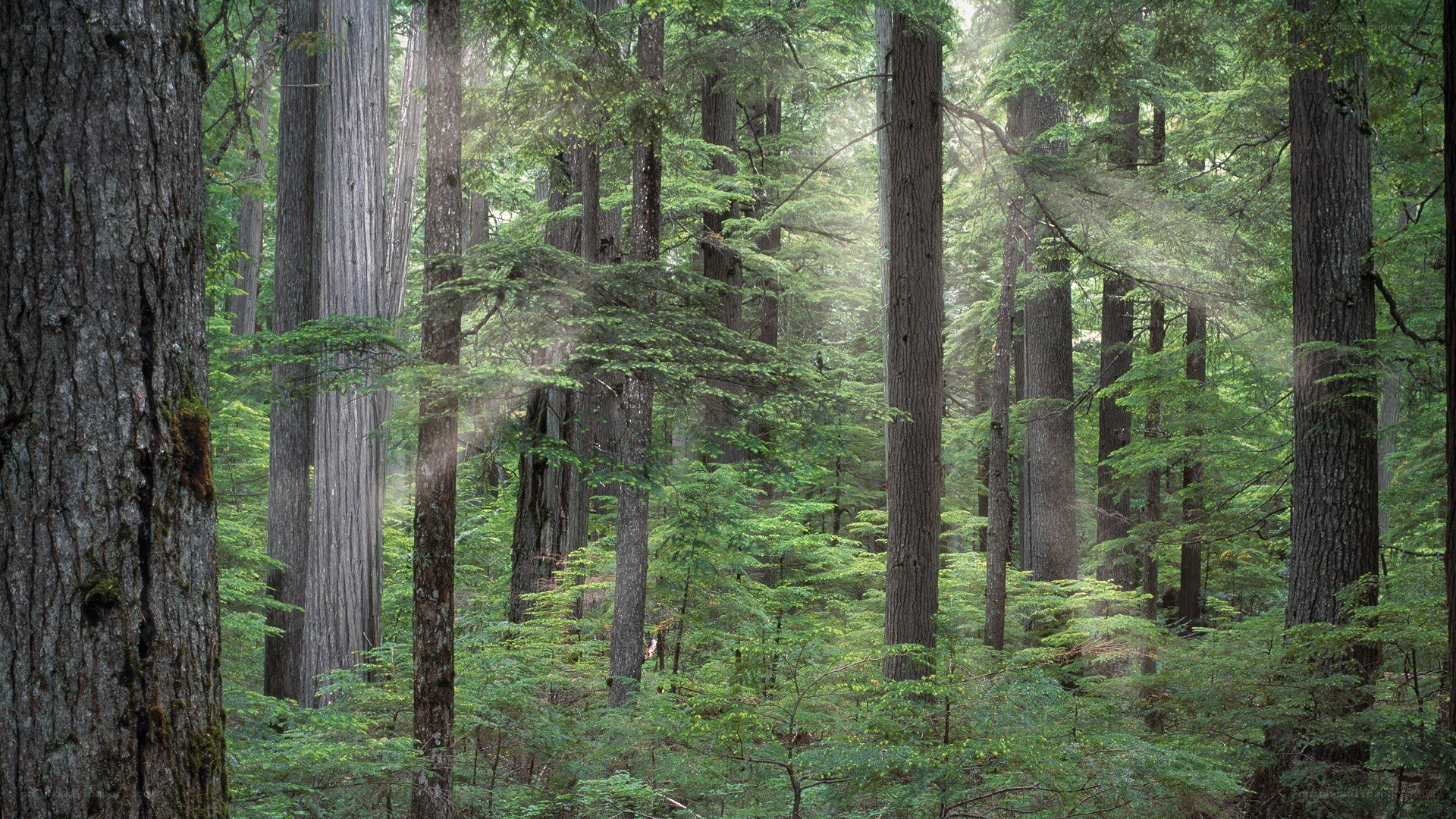 Sunlight through a dense forest