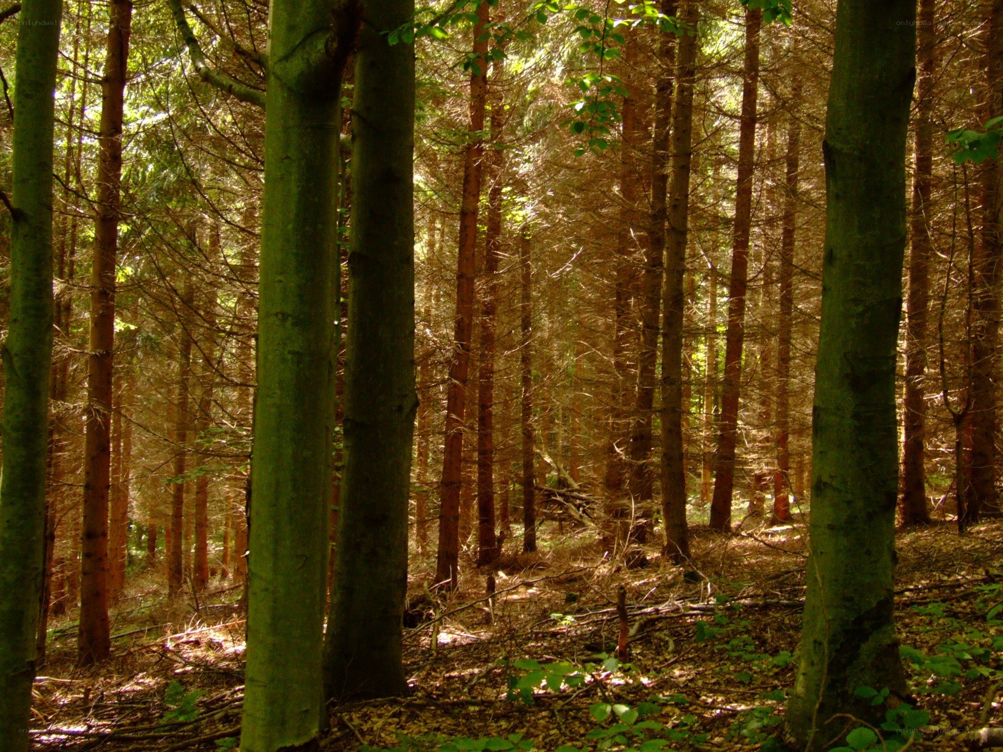 Sunlight through a dense forest