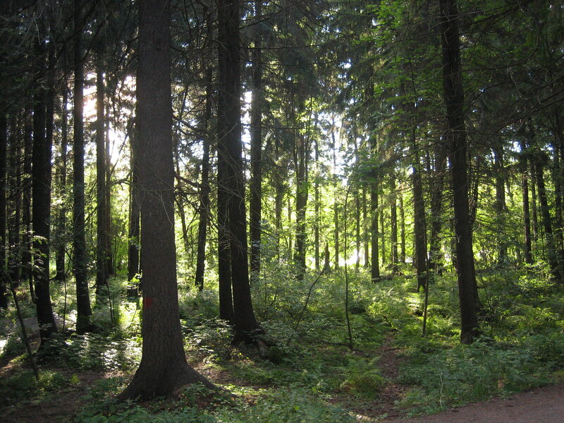 Sunlight through a dense forest