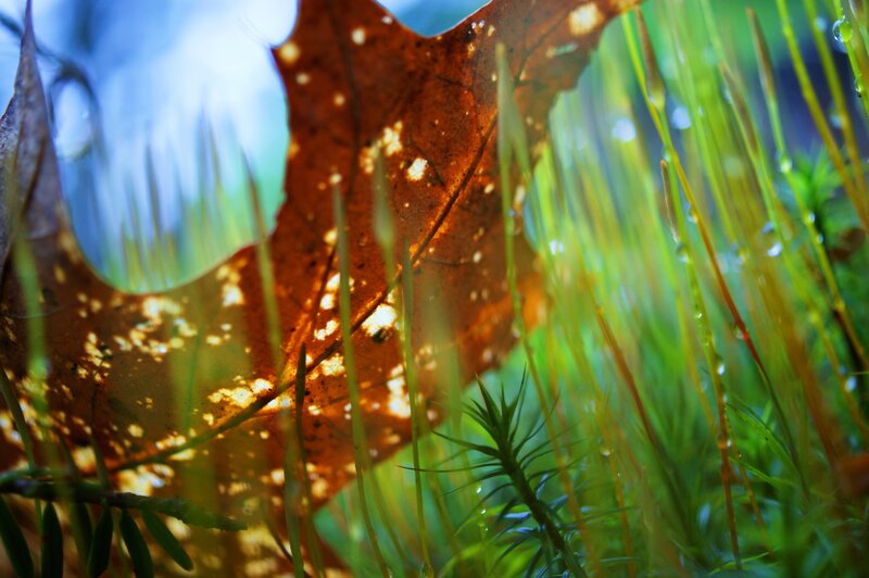 Sunlight through a fallen leaf