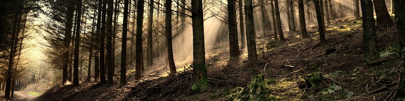 Sunlight through a forest