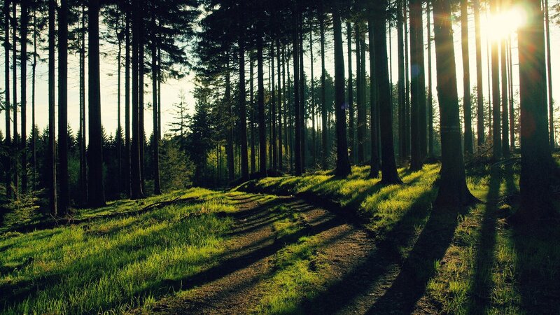 Sunlight through a forest
