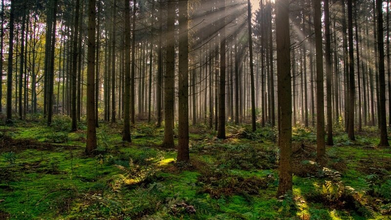 Sunlight through a forest