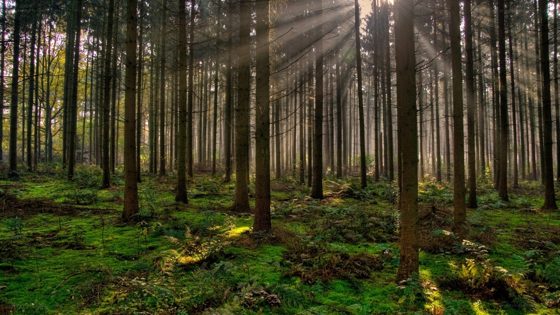 Sunlight through a forest