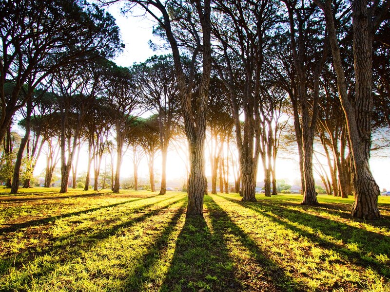 Sunlight through a forest