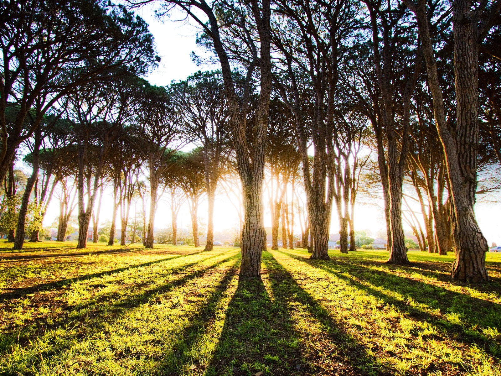 Sunlight through a forest