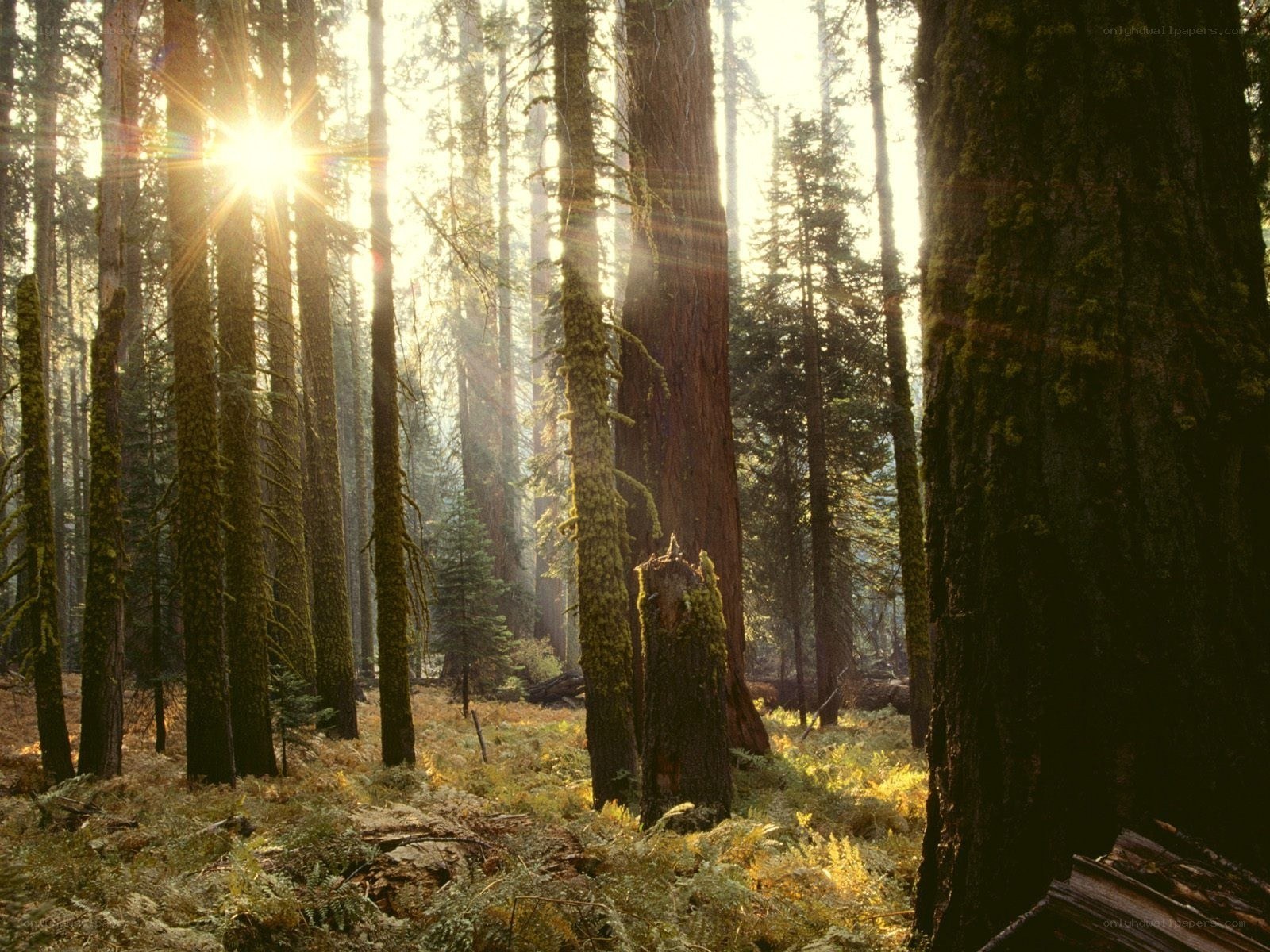 Sunlight through a forest