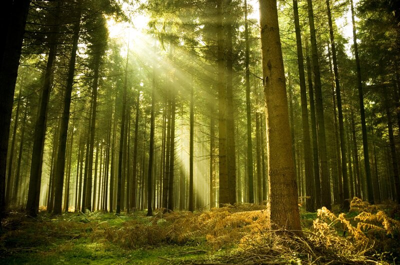 Sunlight through a forest