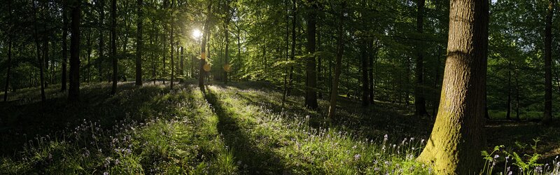Sunlight through a forest