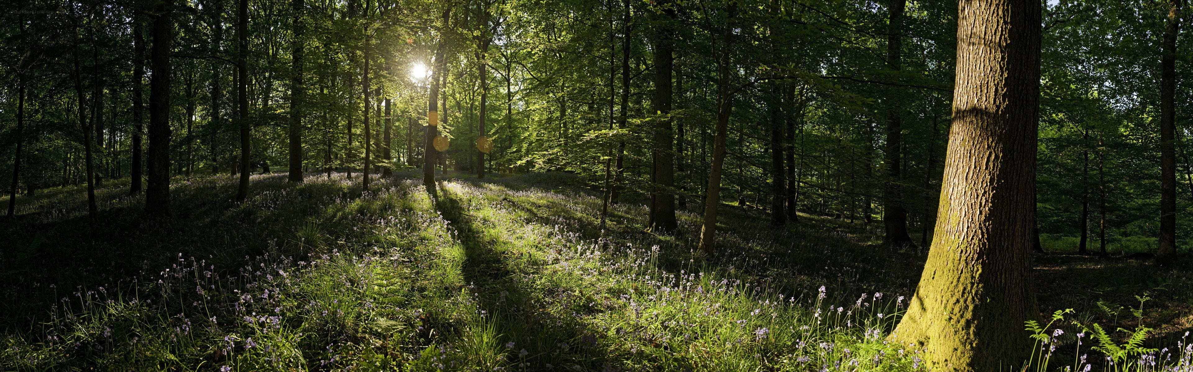 Sunlight through a forest