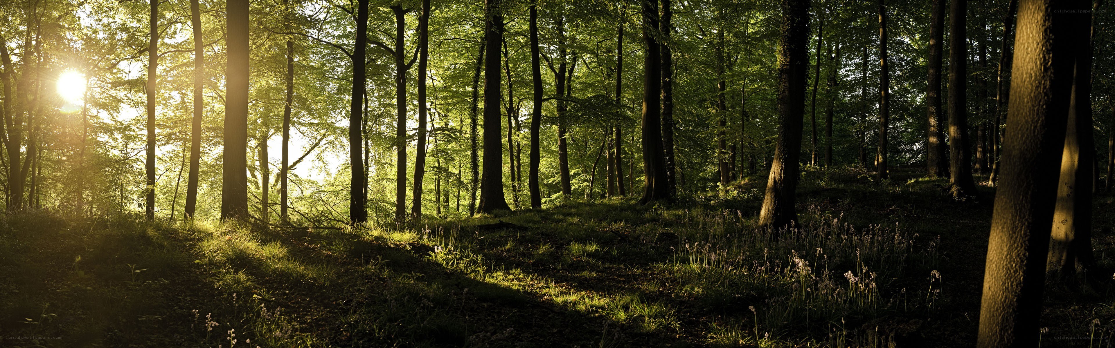 Sunlight through a forest