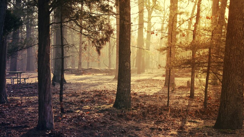 Sunlight through a forest