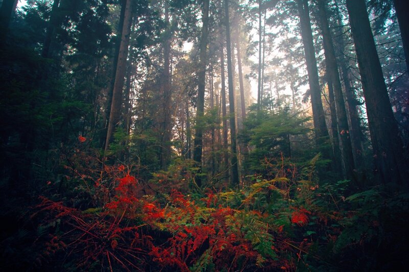 Sunlight through a forest