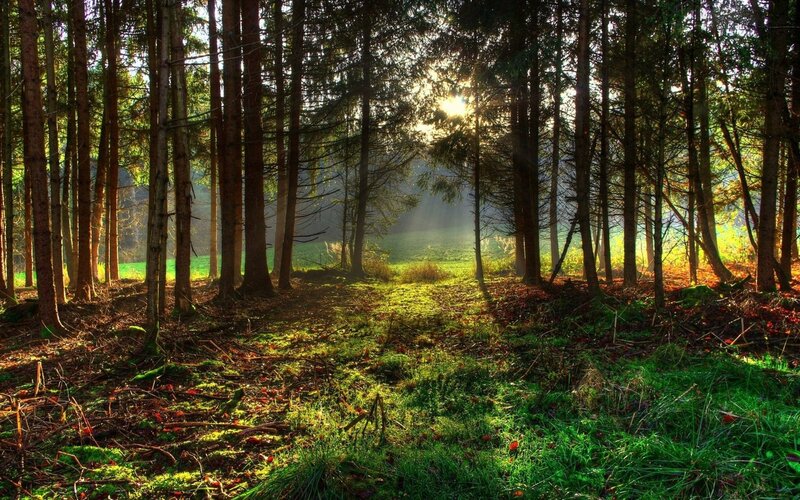 Sunlight through a forest