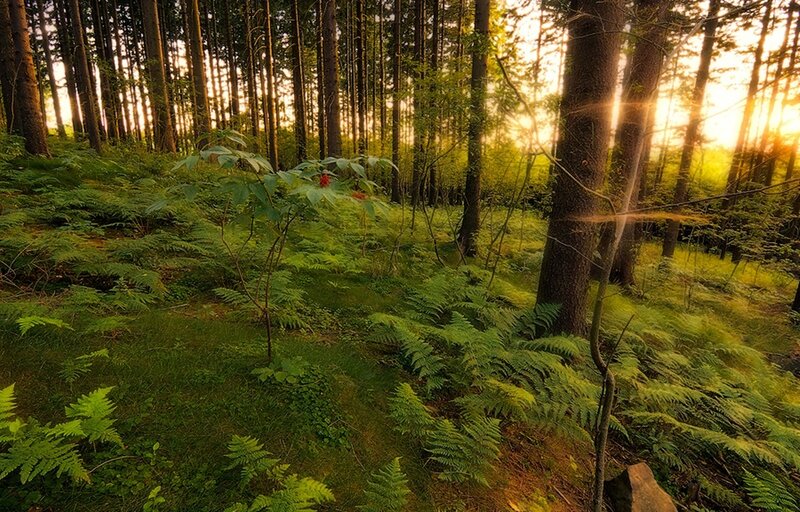 Sunlight through a forest