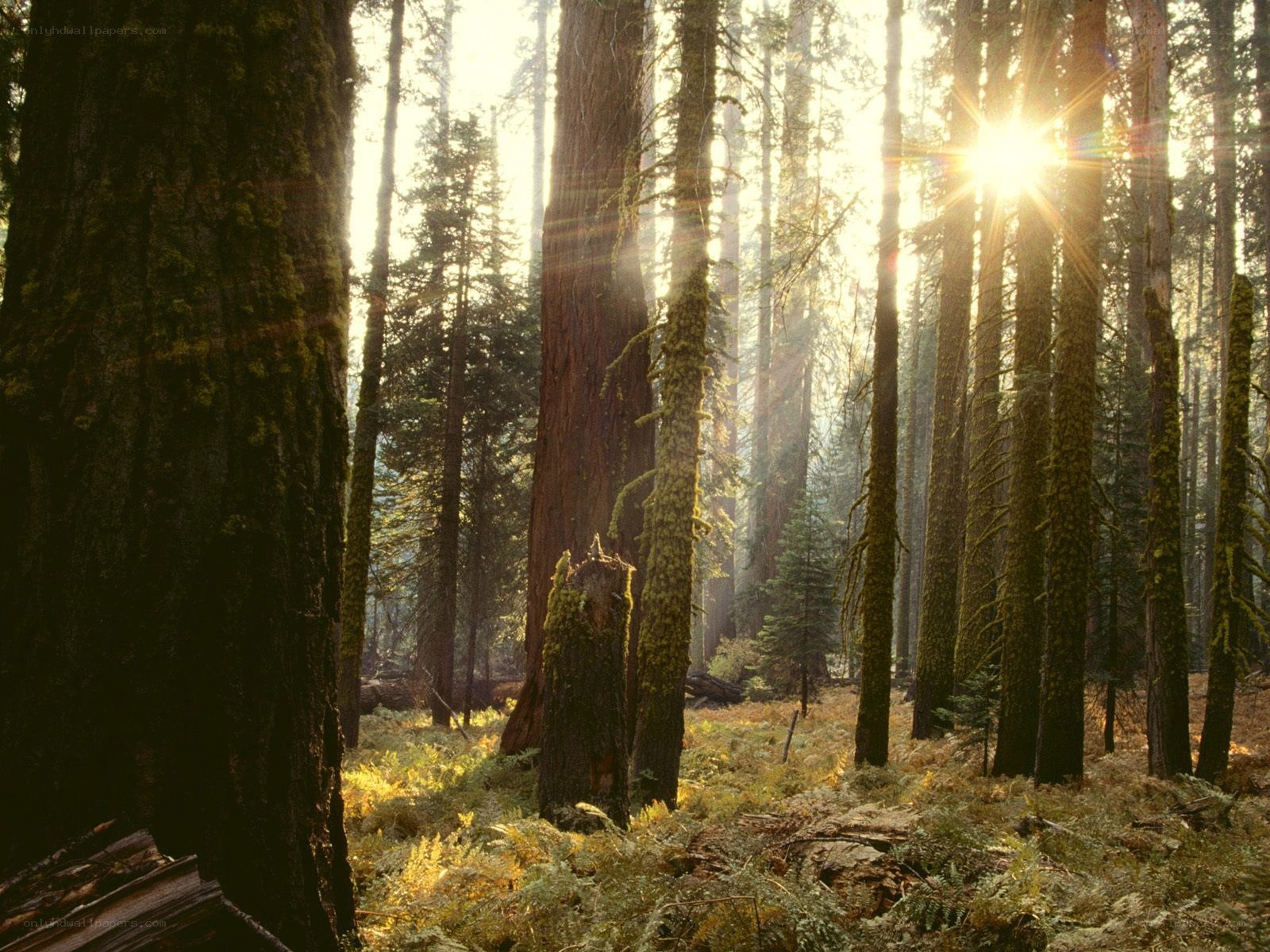 Sunlight through a forest