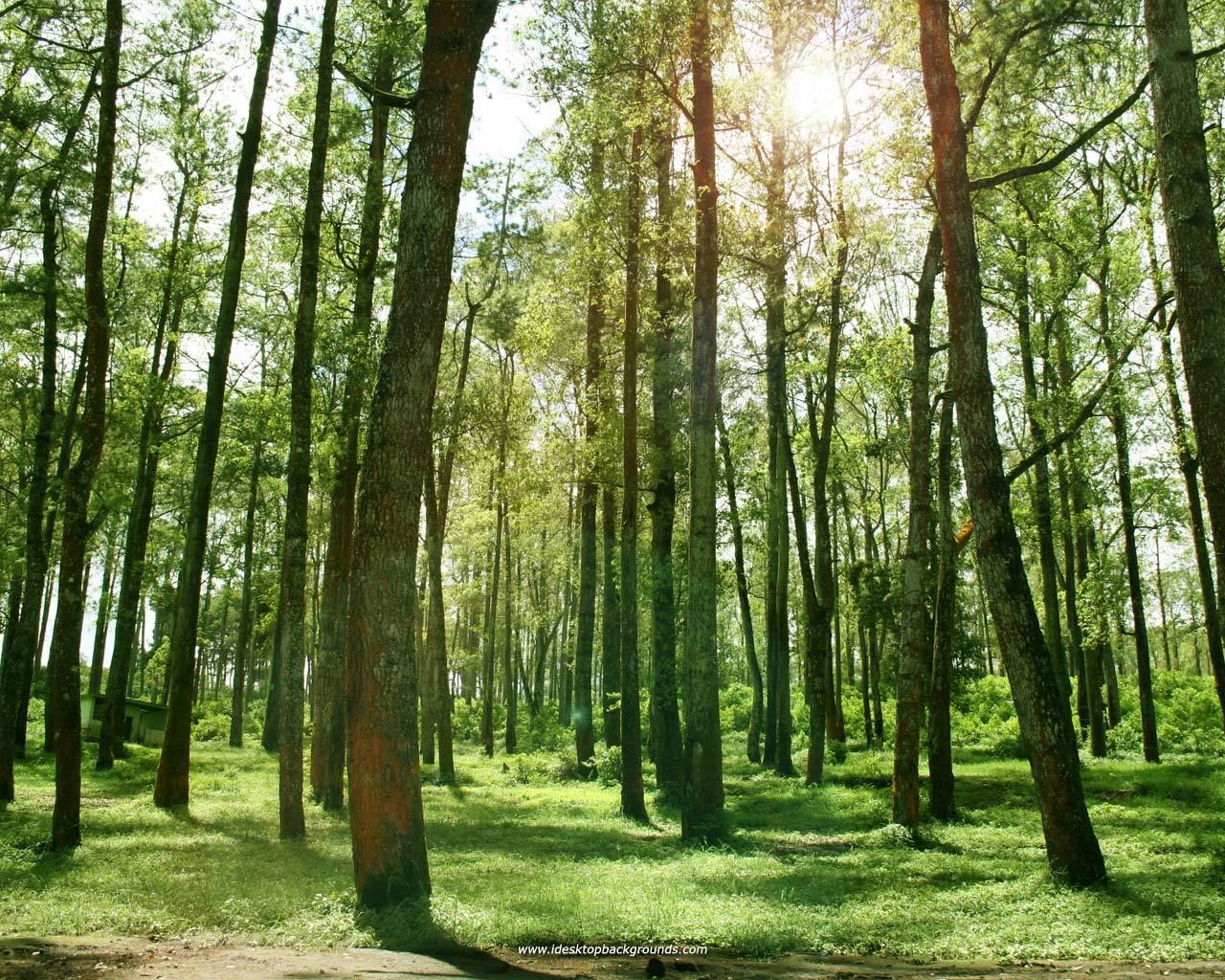 Sunlight through a forest