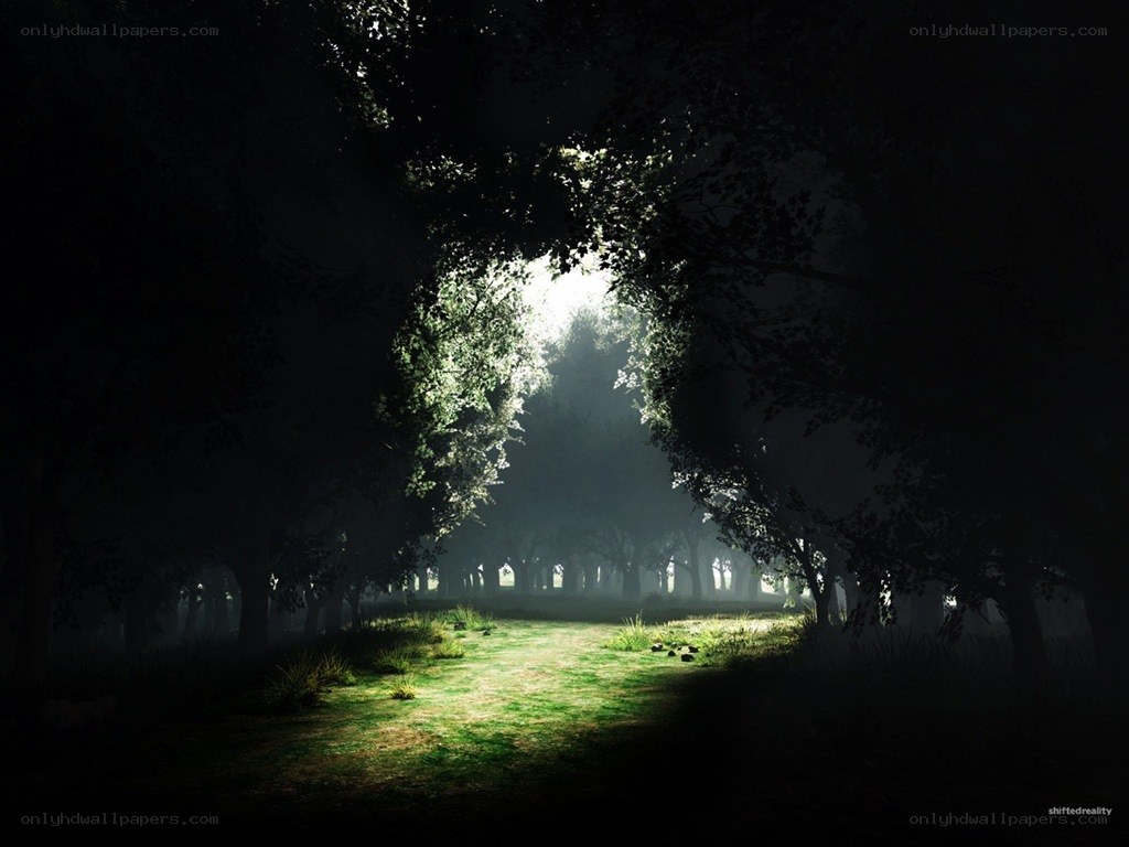 Sunlight through a forest