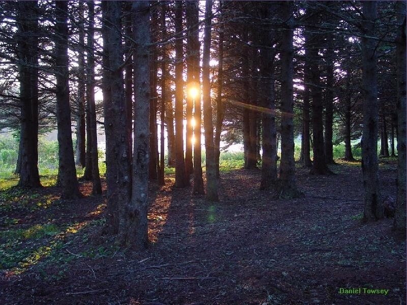 Sunlight through a forest