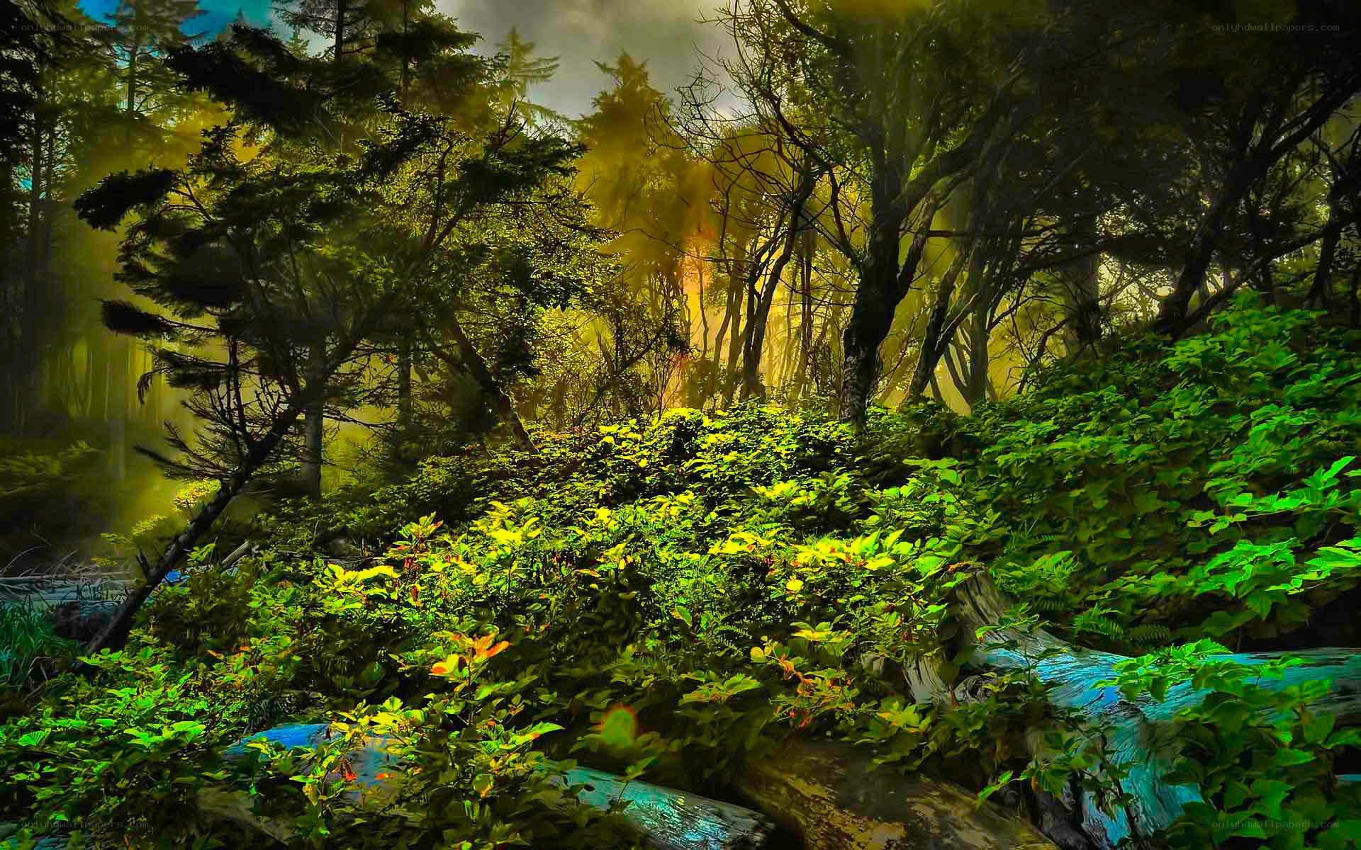 Sunlight through a forest