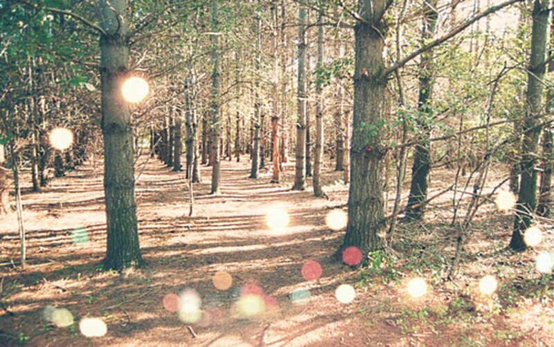 Sunlight through a forest