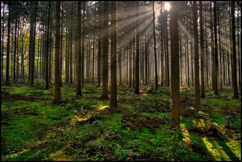 Sunlight through a forest