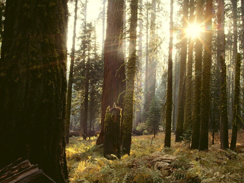 Sunlight through a forest
