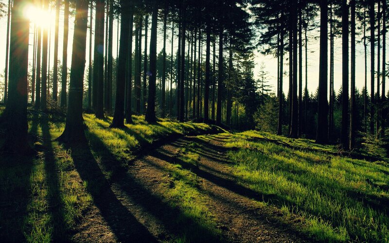 Sunlight through a forest