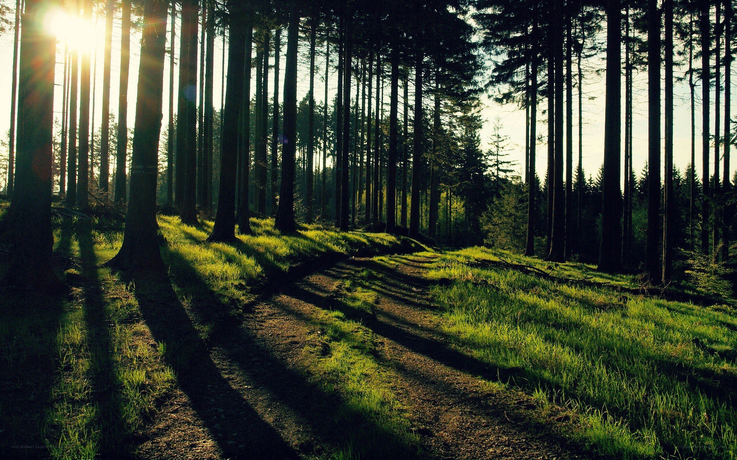 Sunlight through a forest