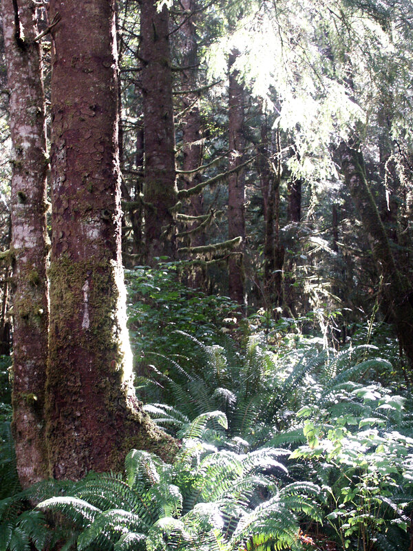 Sunlight through a forest