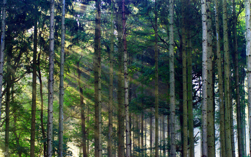 Sunlight through a forest