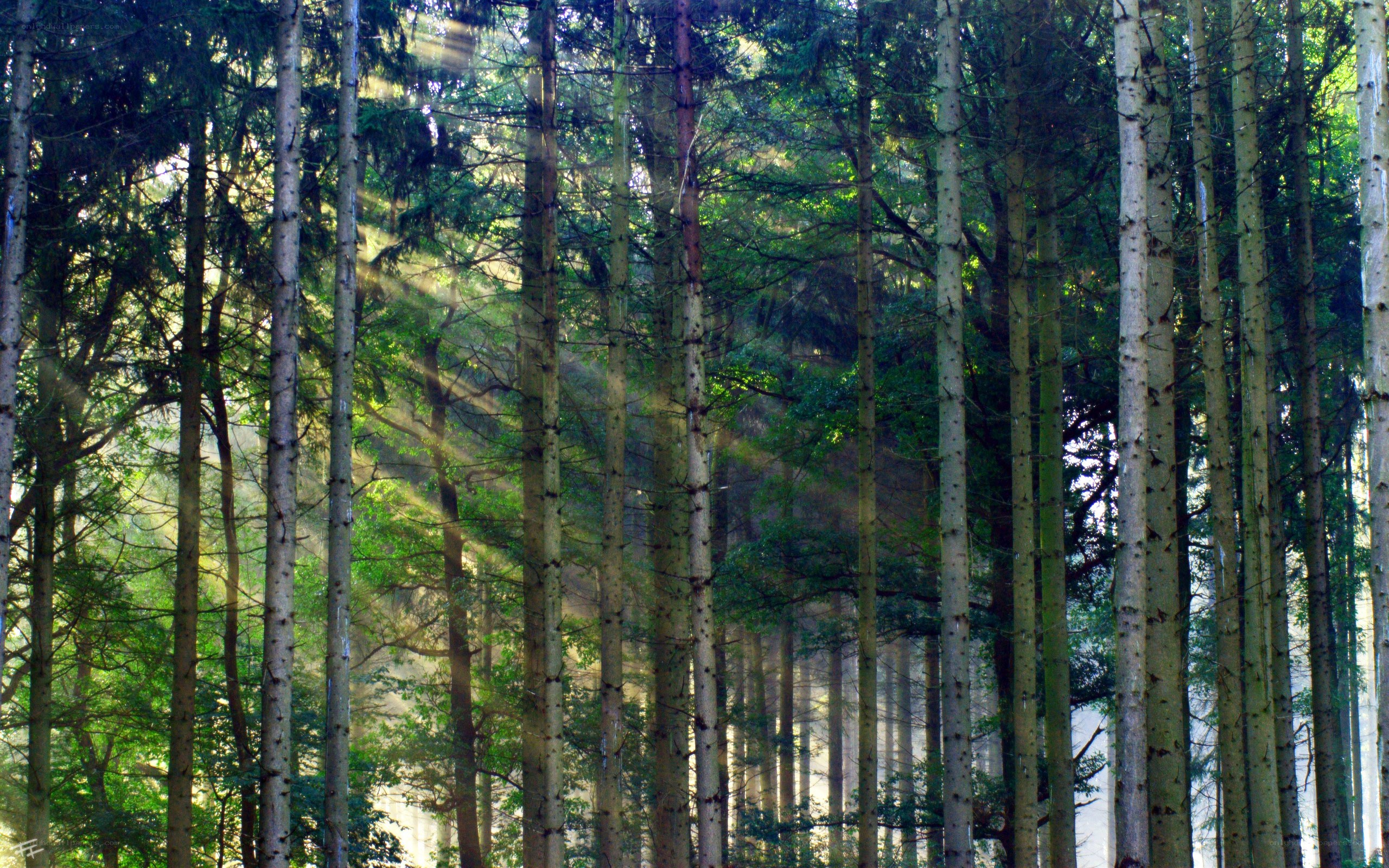 Sunlight through a forest