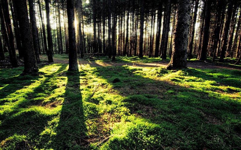 Sunlight through a forest