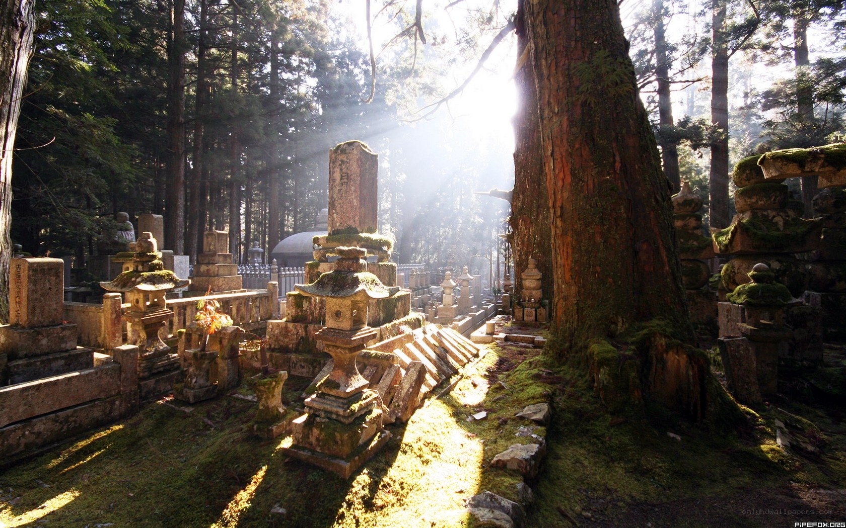 Sunlight through a forest cemetery