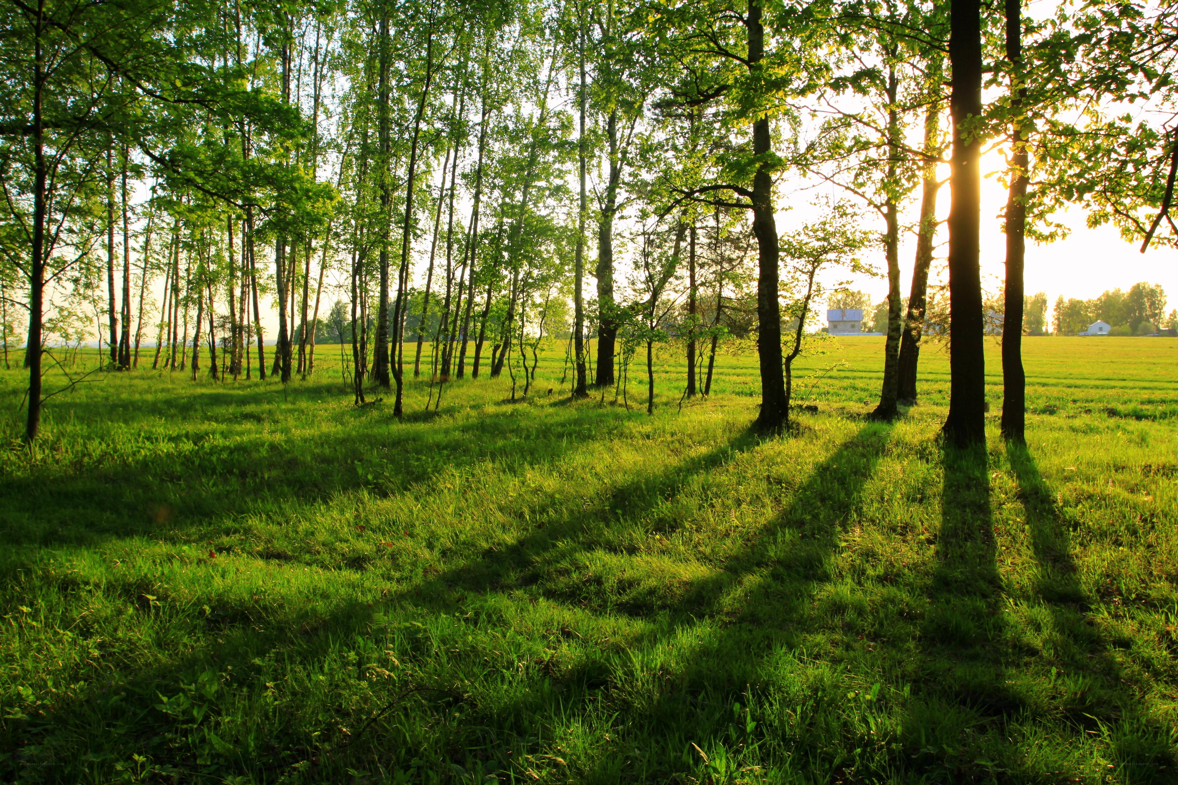 Sunlight through a forest clearing