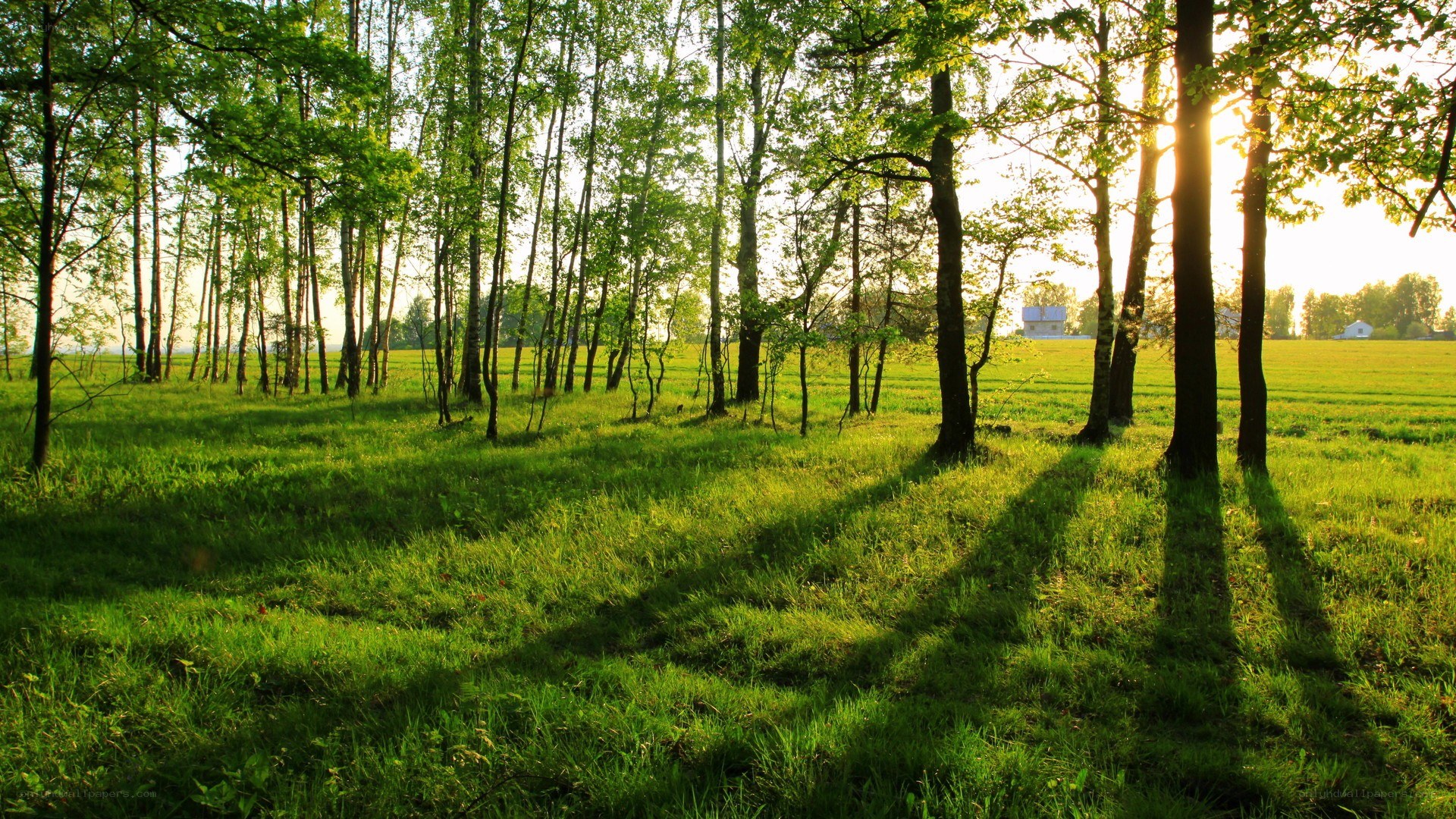 Sunlight through a forest clearing