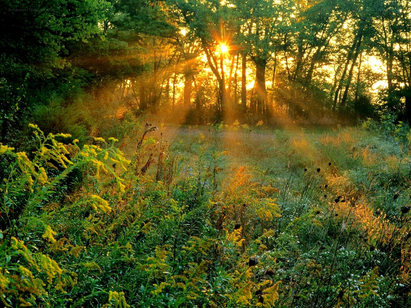 Sunlight through a forest clearing
