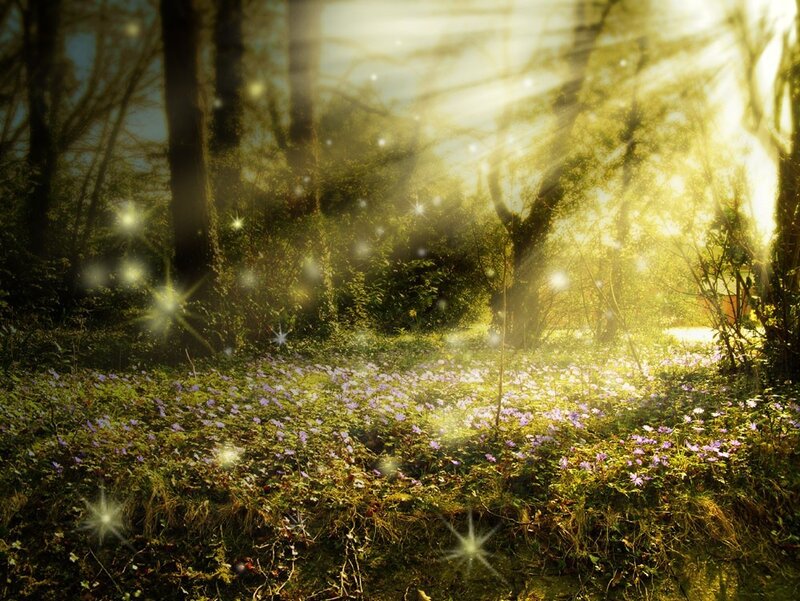 Sunlight through a forest glade