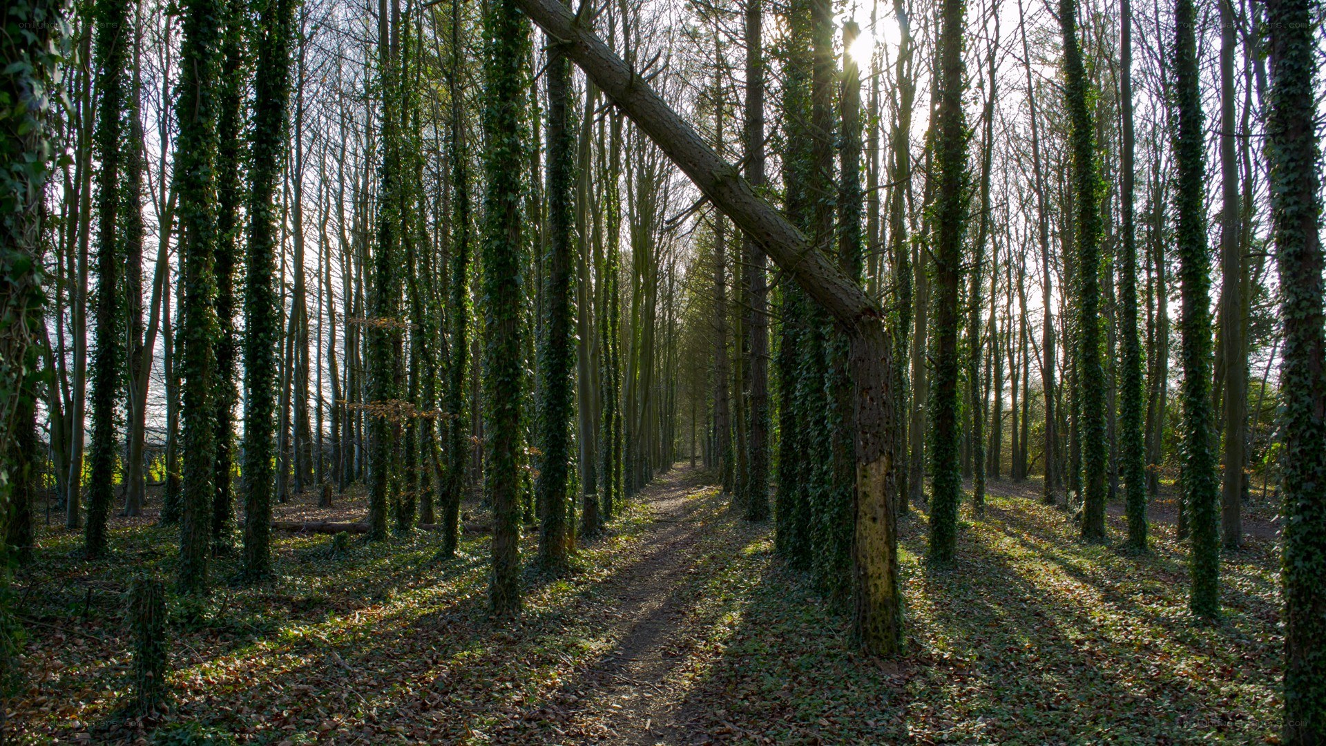 Sunlight through a forest path
