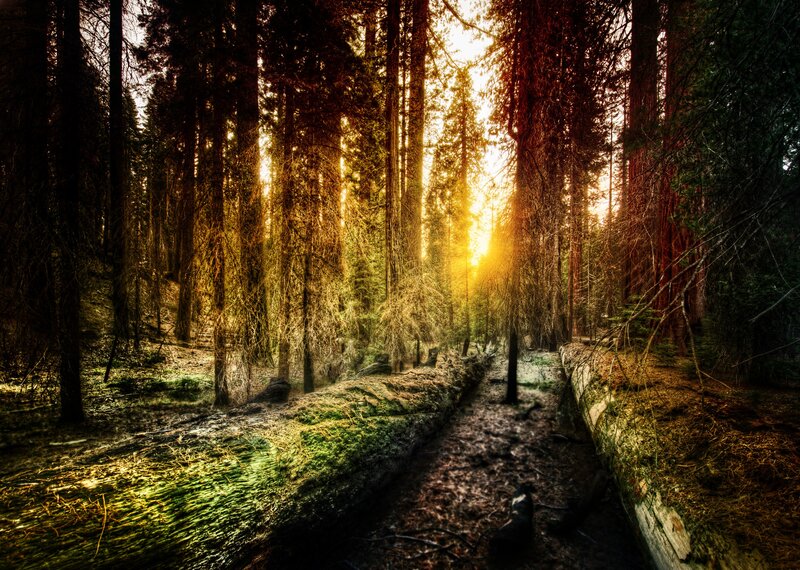 Sunlight through a forest path
