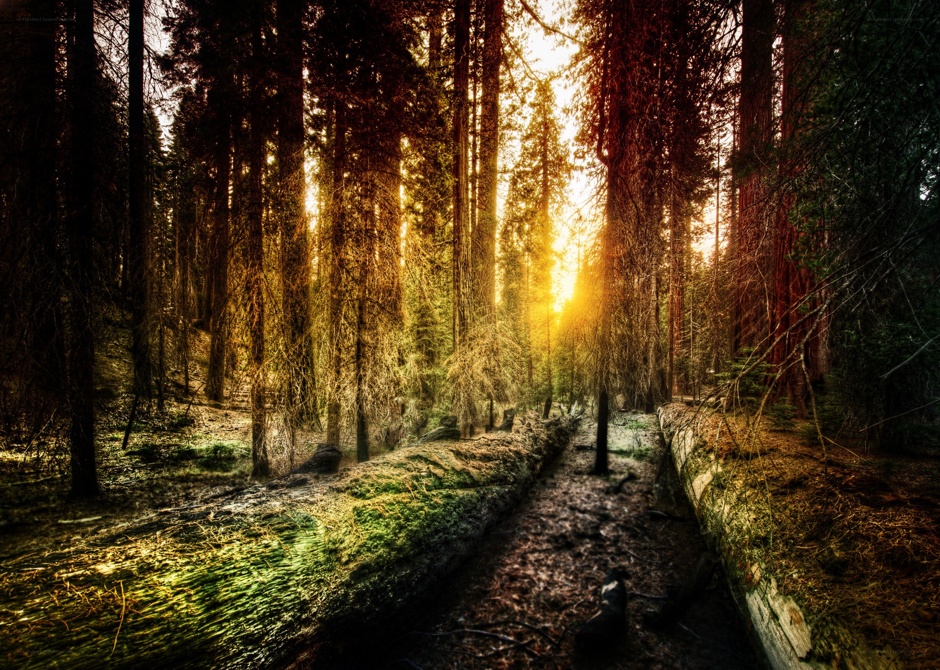 Sunlight through a forest path