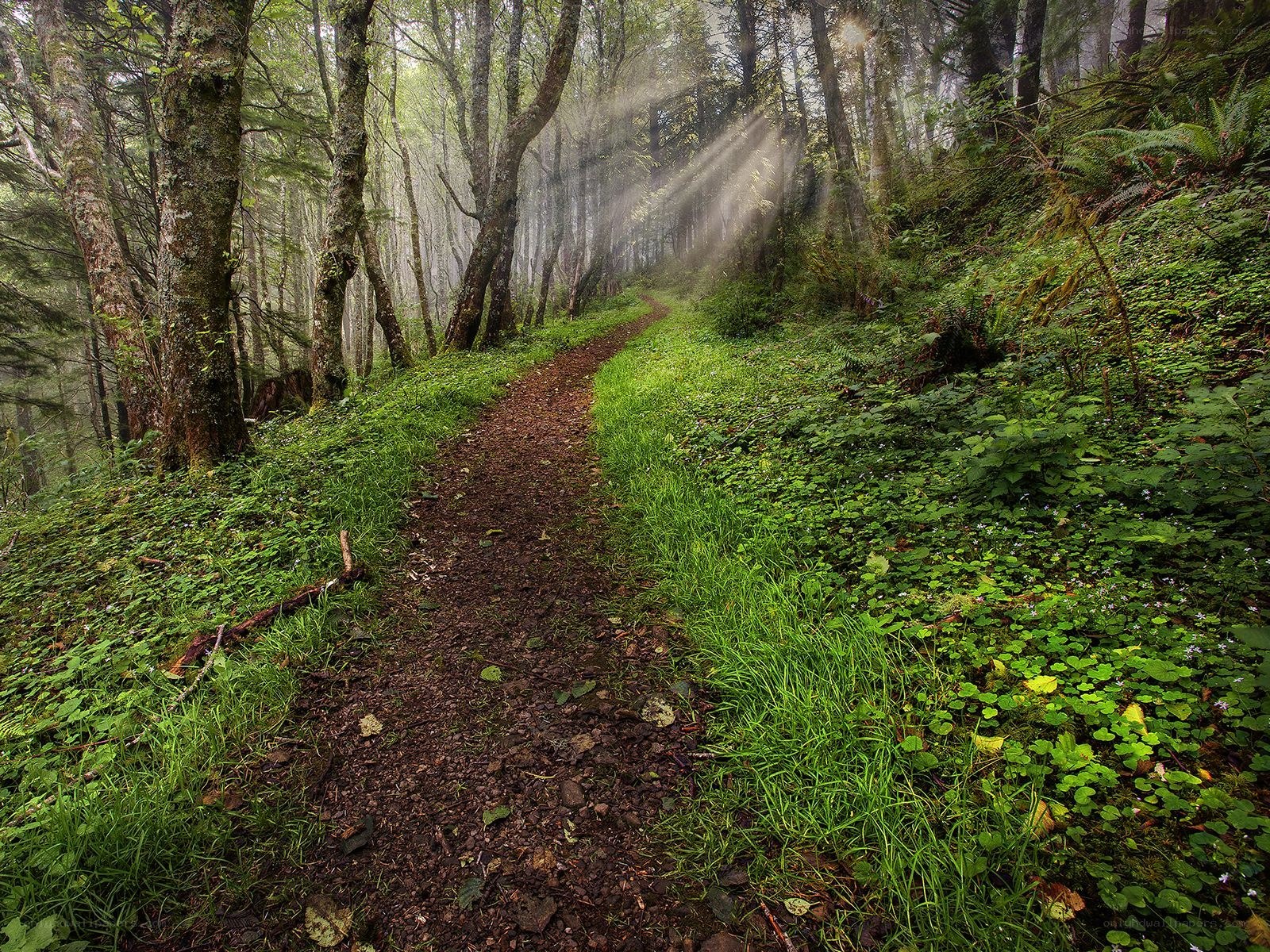 Sunlight through a forest path