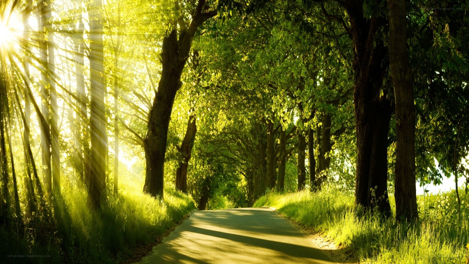 Sunlight through a forest path