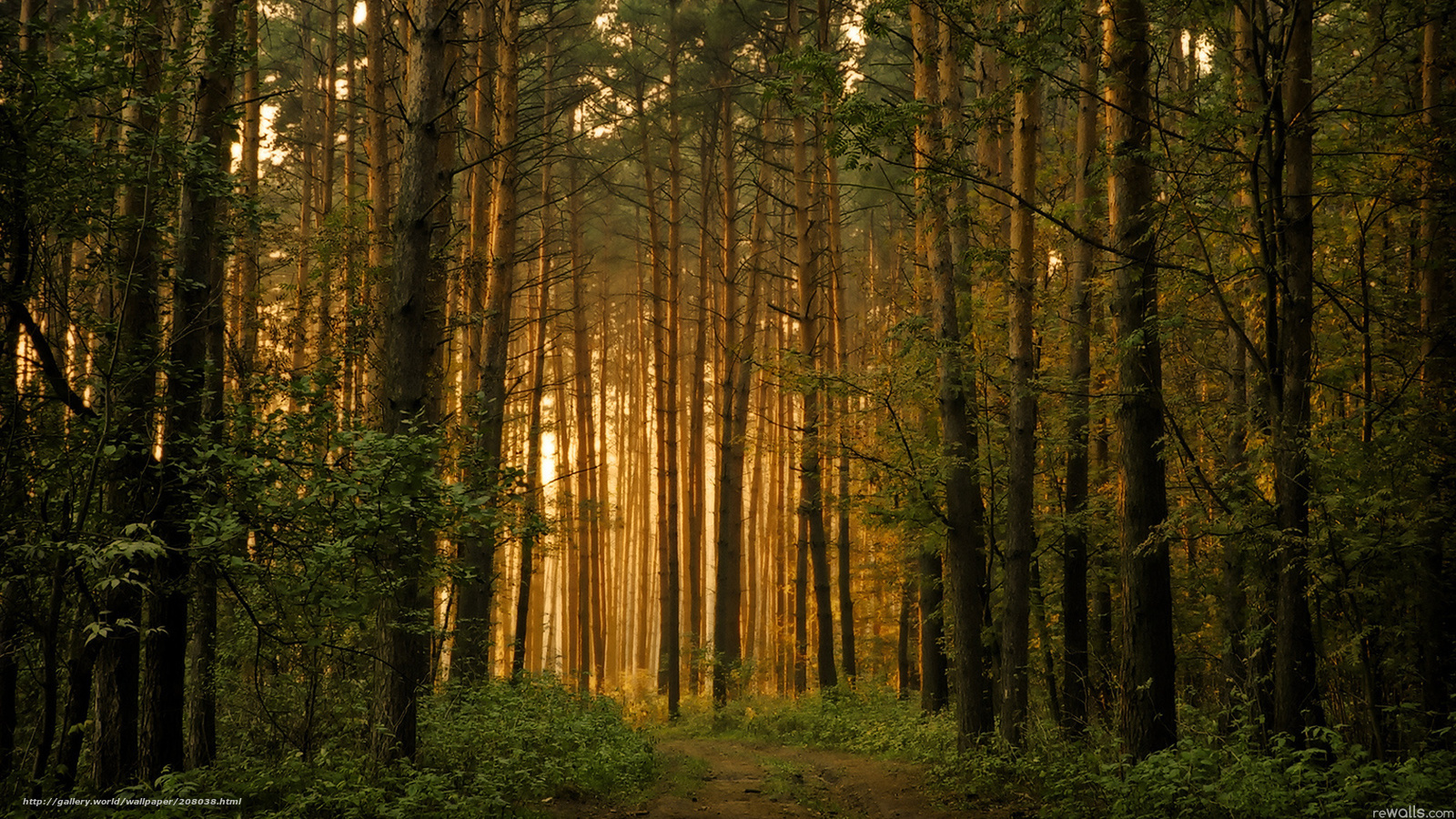 Sunlight through a forest path