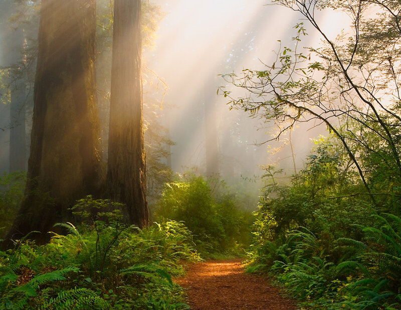 Sunlight through a forest path