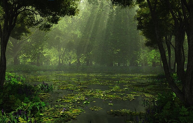 Sunlight through a forest pond