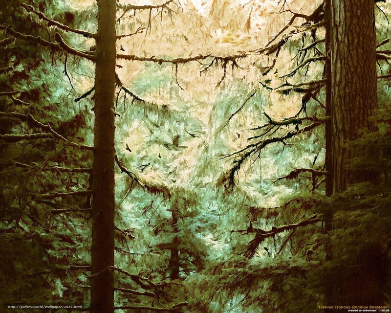 Sunlight through a forest
